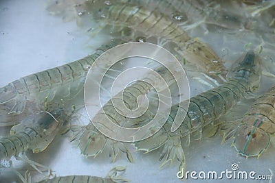 Living mantis shrimp in seawater basin Stock Photo