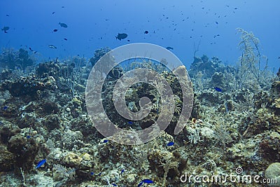Living ocean Stock Photo