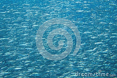 Living sardine in open ocean. Silver fish undersea photo. Pelagic fish swimming in seawater. Mackerel shoal Stock Photo