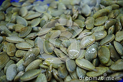 Living sea seeds. Stock Photo