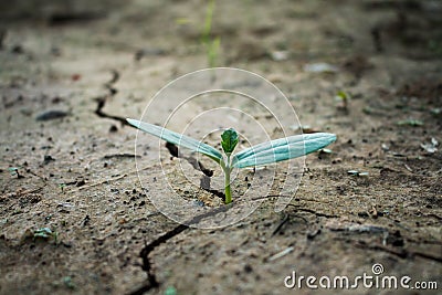 Living with tree drought. Stock Photo