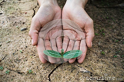 Living with tree drought. Stock Photo