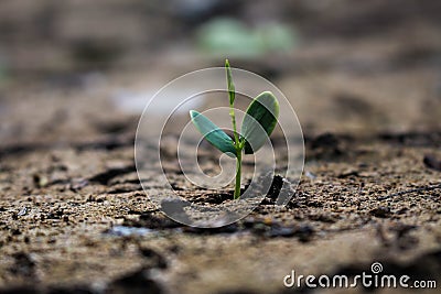 Living with tree drought. Stock Photo