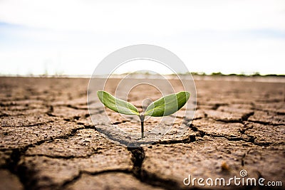 Living with tree drought. Stock Photo