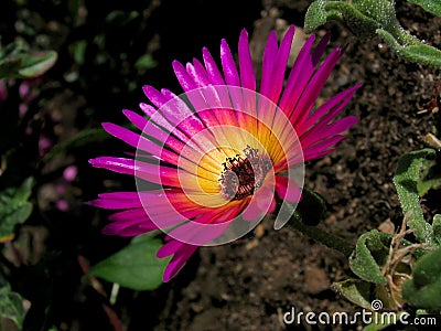 Livingstone Daisy Stock Photo