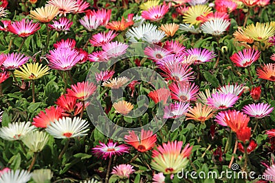 Livingstone daisy flower in garden Stock Photo