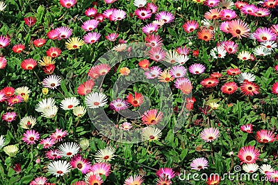 Livingstone daisy flowers Stock Photo