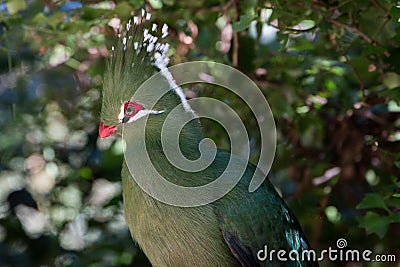 Livingstones Turaco Mosambiekloerie, green bird long crest Stock Photo