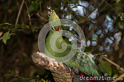 Livingstones Turaco Mosambiekloerie, green bird long crest with white and black tips Stock Photo