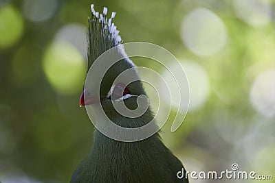Livingstones Turaco in the Western Cape, South Africa Stock Photo