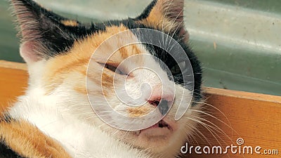 Livre de chat Tir en gros plan du chat égaré sans abri vivant dans le refuge pour animaux Abri pour le concept d'animaux clips vidéos Livre de chat Tir en gros plan du chat égaré sans abri vivant dans le refuge pour animaux Abri pour le concept d'animaux clips vidéos