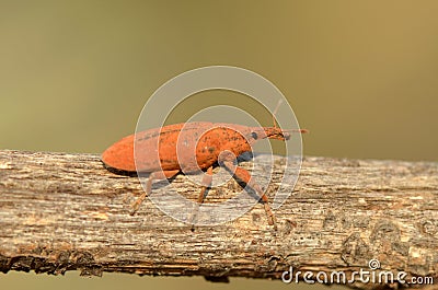 orange beetle Stock Photo