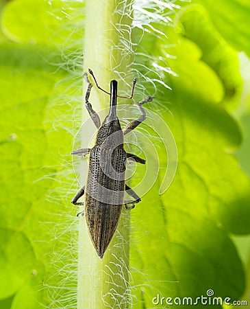 Lixus iridis weevil beetle Stock Photo