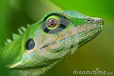 Lizard Stock Photo