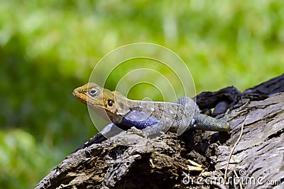 Lizard of all colors on a trunk Stock Photo