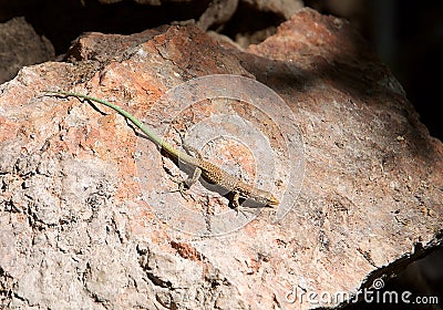 Lizard basking in the sun Stock Photo