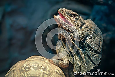 Lizard Stock Photo