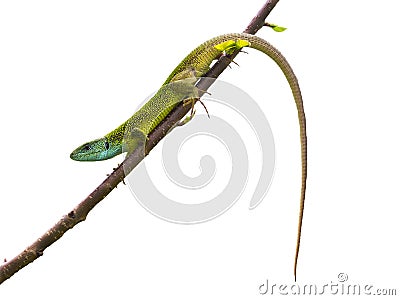 Lizard Stock Photo