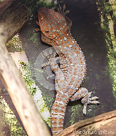 Tokay Gecko. Stock Photo
