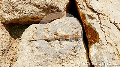 Lizard on boulders 2 Stock Photo