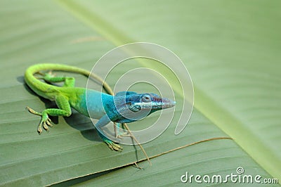 Lizard on a branch Stock Photo