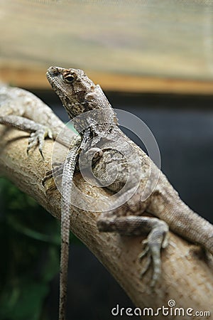 Lizard on the branch Stock Photo