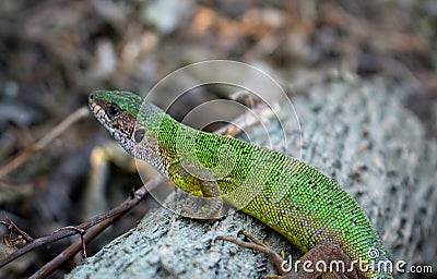 Lizard Stock Photo