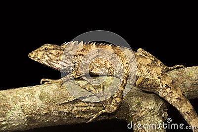 Lizard, Calotes sp, Agamidae, Gumti, Tripura , India Stock Photo