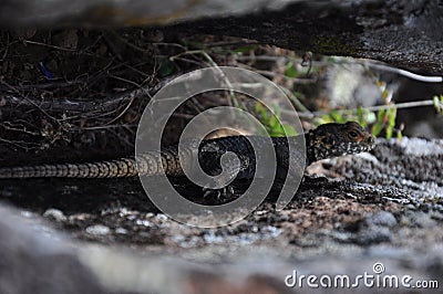 lizard in the cleft of the rock. Stock Photo