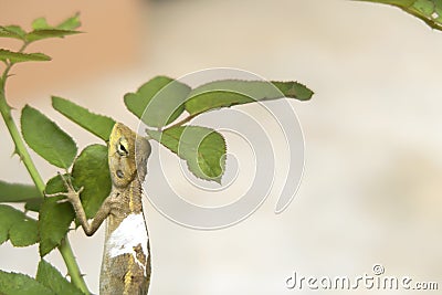 Lizard climbing on rose leafs Stock Photo