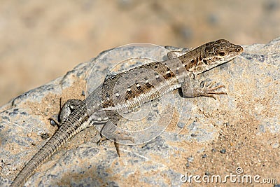 Lizard Stock Photo