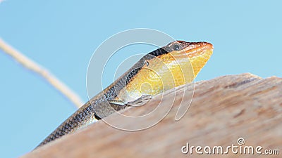 Lizard of Color - African Reptile basking in the sun Stock Photo