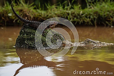 Lizard and crocodile coexisting in wetland habitat Stock Photo