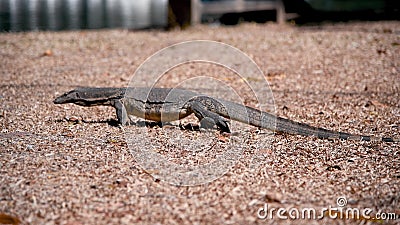 Lizard crossing the street in a city park Stock Photo