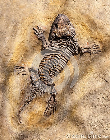 Lizard fossil on yellow stone background Stock Photo