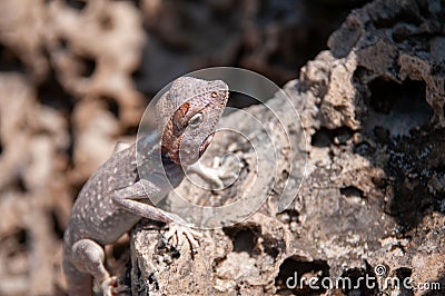 Lizard in Geopark of Al Huqf Al Wusta, Oman Stock Photo