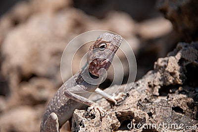 Lizard in Geopark of Al Huqf Al Wusta, Oman Stock Photo