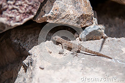 Lizard in Geopark of Al Huqf Al Wusta, Oman Stock Photo