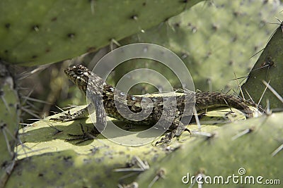 A lizard getting the rays of sun Stock Photo