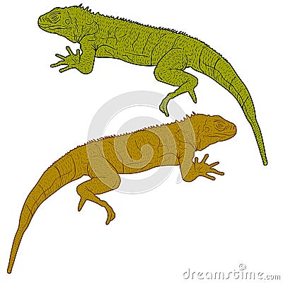 Lizard is goanna silhouette on a white background. Vector illustration Vector Illustration