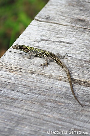 Lizard Stock Photo