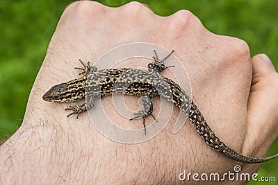 Lizard in hands of the person, small reptile Stock Photo