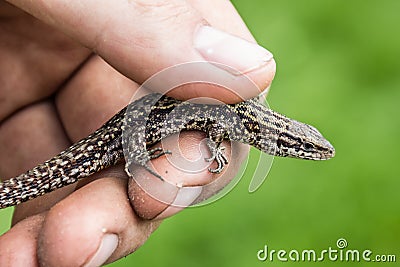 Lizard in hands of the person, small reptile. Stock Photo