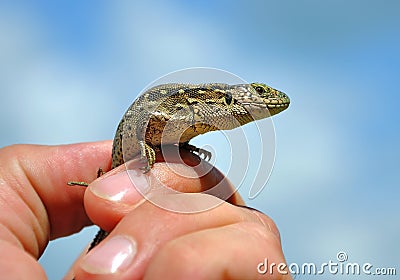 Lizard in a human hand against the blue sky Stock Photo
