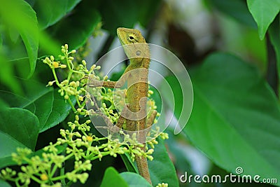 Lizard, Iguana, Gecko, Skink,Lacertilia Stock Photo