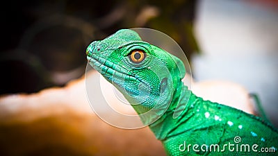 Lizard iguana Stock Photo