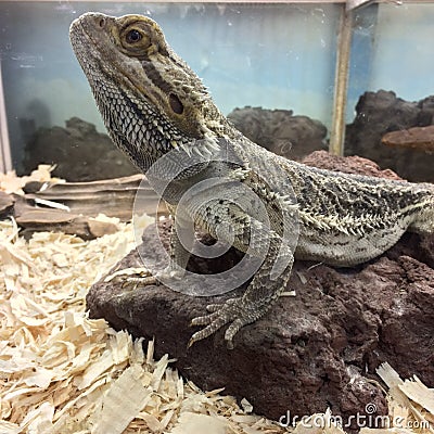 Lizard / iguana Stock Photo