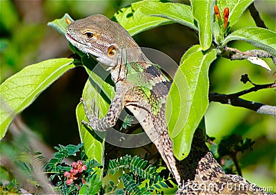 Lizard King Stock Photo