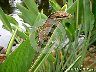 Lizard & Leaf Stock Photo
