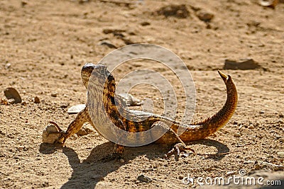 A Lizard (Leiocephalus cubensis) in the Sand Stock Photo